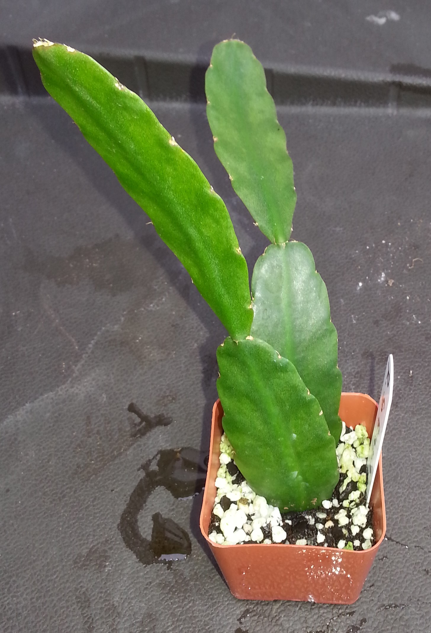 http://www.cloudjungle.com/cloudjungle/Cactaceae/Rhipsalis/Rhipsalis sp Brazil 2.jpg